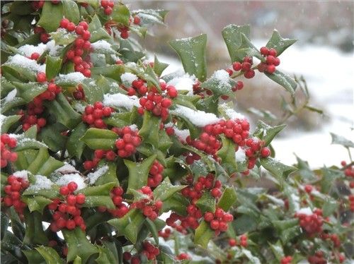 호랑가시나무. [국립생물자원관 제공. 재판매 및 DB 금지]