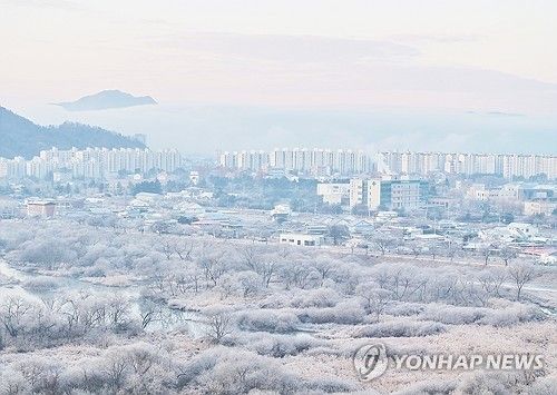 아침 추위에 상고대 활짝