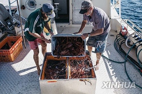 호주산 랍스터