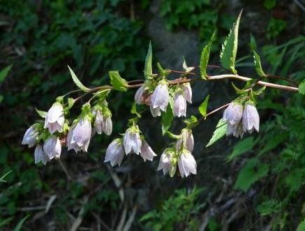 섬초롱꽃. [국립생물자원관 제공. 재판매 및 DB 금지]