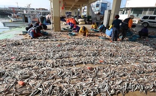 양미리 조업 '풍어'