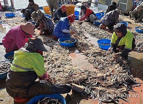 양미리 풍어로 바쁜 강릉 사천항