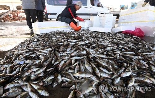 동해안 겨울 별미 도루묵