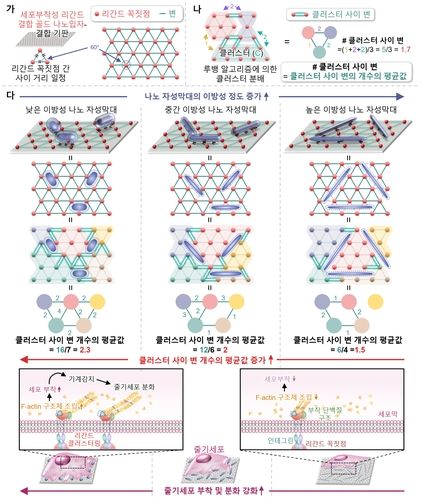 리간드 연결성 조절 통한 줄기세포 제어 시스템 모식도 