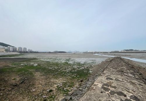 갯벌 유실로 황폐화한 용당 앞바다 갯벌 