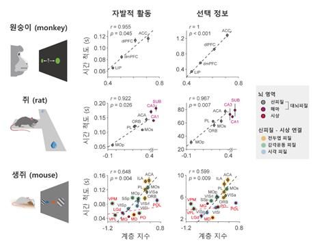 영장류와 설치류의 뇌에서 자발적 활동과 정보 표상 활동의 시간 처리 패턴 