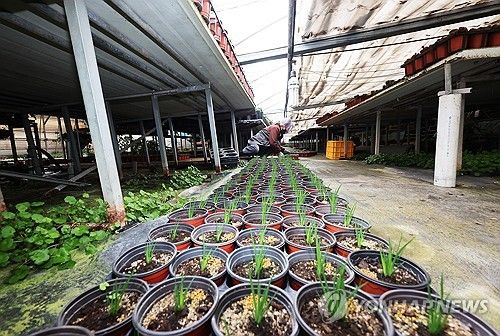 폭설에 주저앉은 비닐하우스