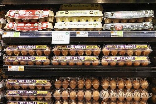 지난 16일 뉴욕의 한 식료품 매장에 계란이 진열된 모습