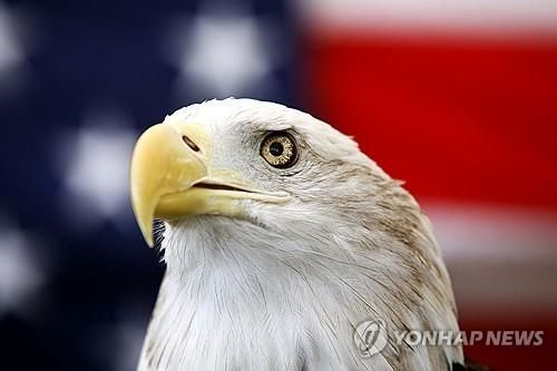 미국의 국조로 공식 지정된 흰머리수리