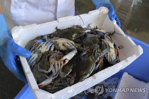 이탈리아에서 잡힌 푸른 꽃게