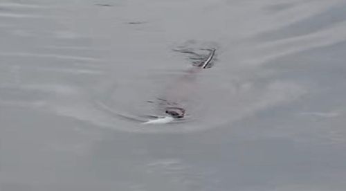 전남 보성군 벌교읍 벌교천에서 목격된 수달