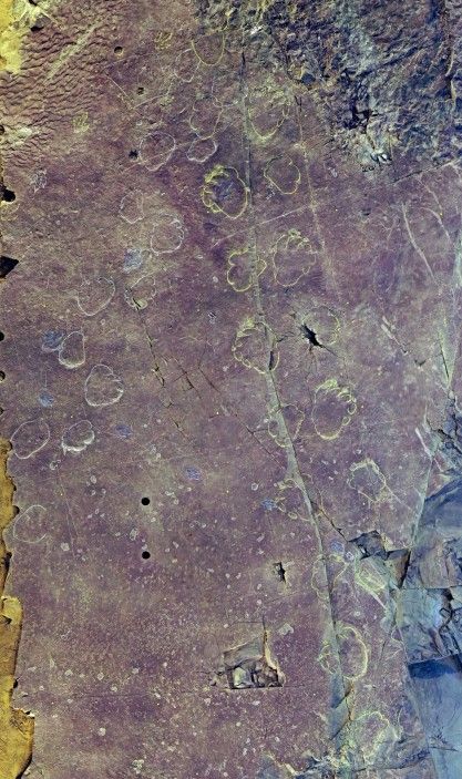 경상사우로푸스 펜타닥틸루스