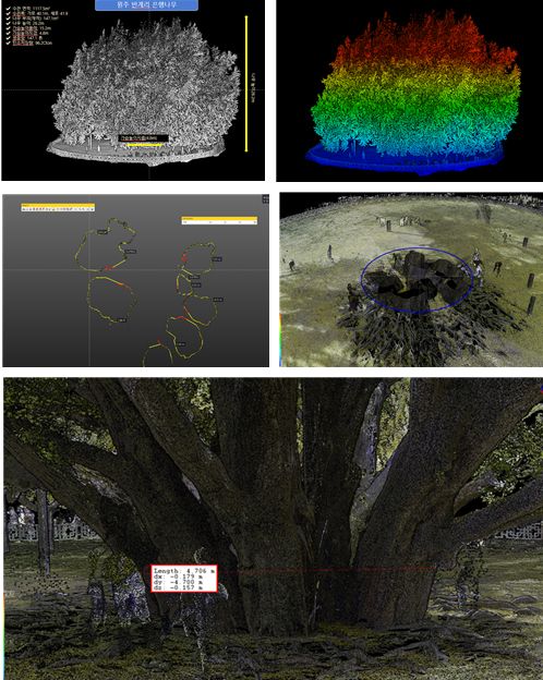 반계리 은행나무 수령 분석
