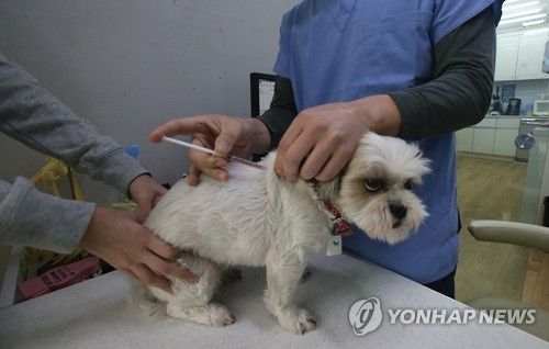 반려동물 광견병 예방접종