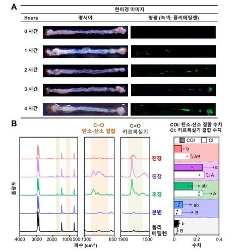 꿀벌부채명나방 장에서 일어나는 폴리에틸렌 분해 반응
