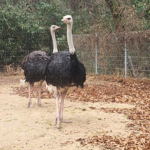 광주 우치공원에 둥지 튼 타조