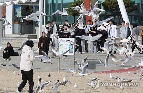 먹이 찾는 갈매기