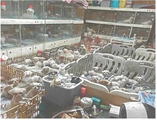 좁은 공간에 있는 강아지들