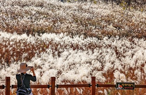 바람에 흔들리는 억새 [사진/백승렬 기자]