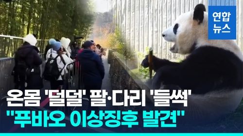 [영상] 죽순 먹다가 온몸 '덜덜' 푸바오…"이상징후 발견" - 2