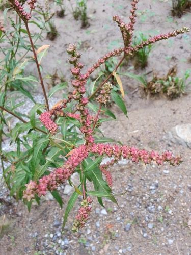 자생식물 낙지다리