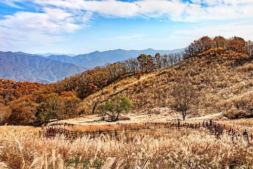 명성산 억새밭 [사진/백승렬 기자]