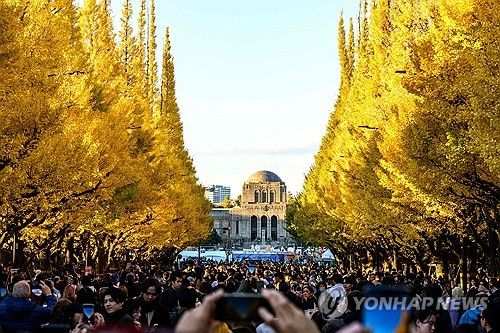 일본 도쿄 은행나무 단풍