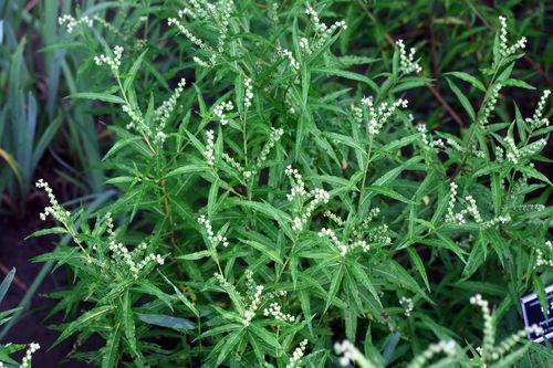 자생식물 낙지다리