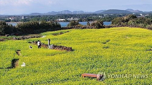 겨울 유채밭의 낭만