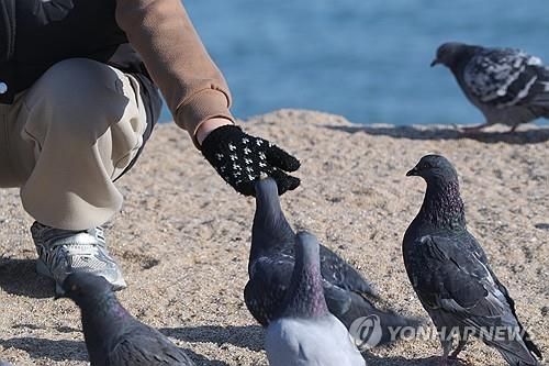 새우과자 받아먹는 갈매기