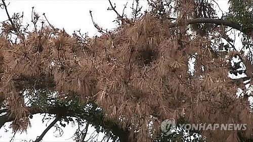 소나무 재선충병