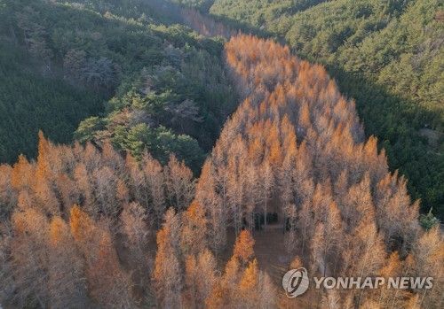 영덕 메타세쿼이아 숲 [사진/성연재 기자]