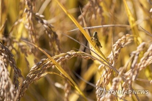 벼 위에 있는 메뚜기