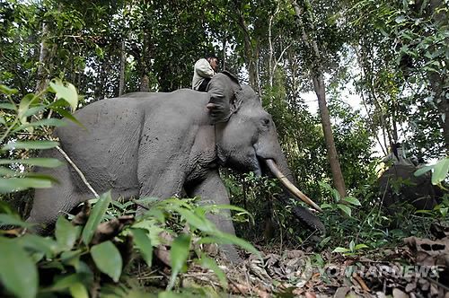 수마트라 코끼리 (기사와 직접적 관련 없음)