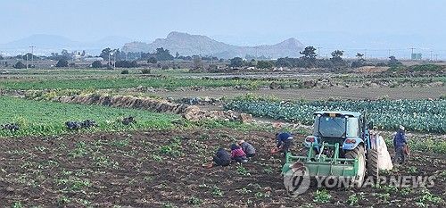 제주 감자 수확
