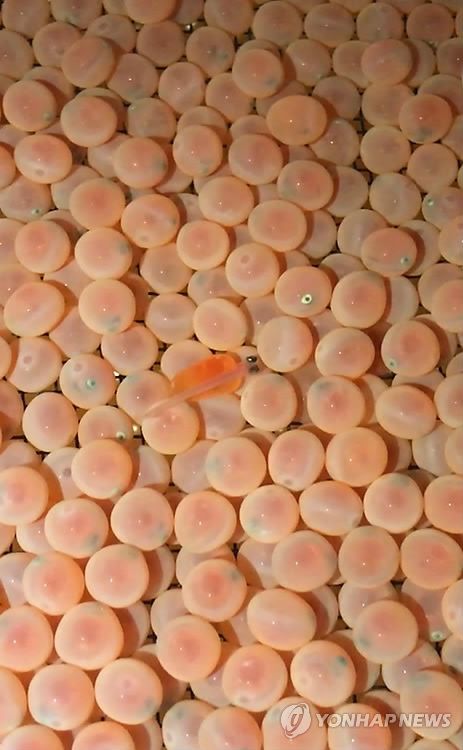 '태화강 회귀 연어' 울산서 직접 인공부화