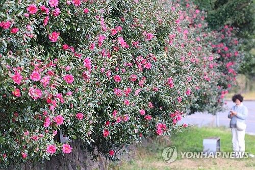 제주는 이제 동백의 계절