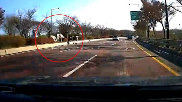 사육장 탈출 말 3마리 제2자유로서 활보하다 포획 