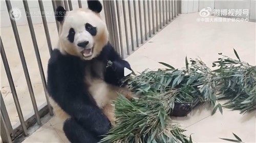 쓰촨성 워룽 자이언트 판다원 선수핑기지 웨이보