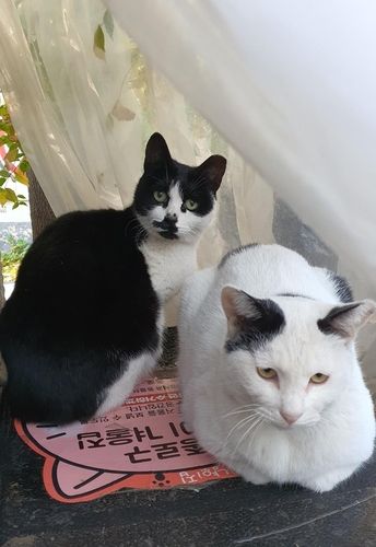 종로구, 길고양이 겨울집 운영