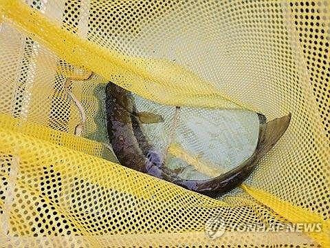 고향 울산 태화강에 회귀한 연어