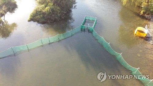 태화강 연어 포획장