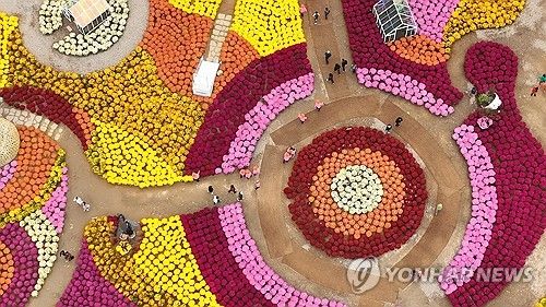 내설악에 넘실대는 국화꽃 물결