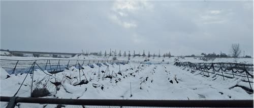 폭설 피해 본 블루베리밭