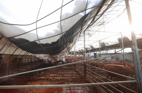 용인 폭설 피해 축사