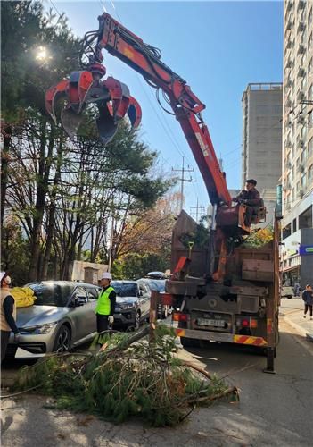 군포시 폭설로 쓰러진 나무 제거작업