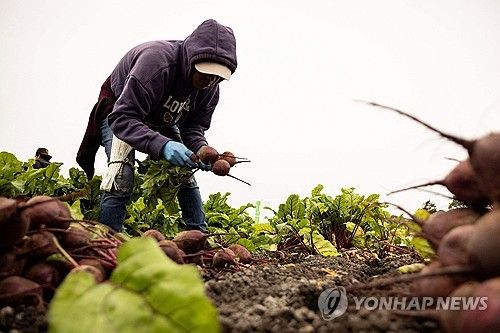 미 캘리포니아에서 비트 수확하는 농장 근로자