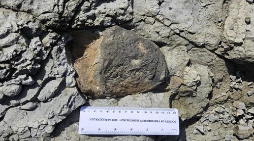 송도에서 새롭게 확인된 공룡 골격 화석