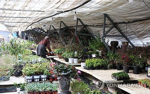 폭설에 주저앉은 비닐하우스