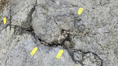 지층 표면에 노출된 다수의 공룡 골격 화석